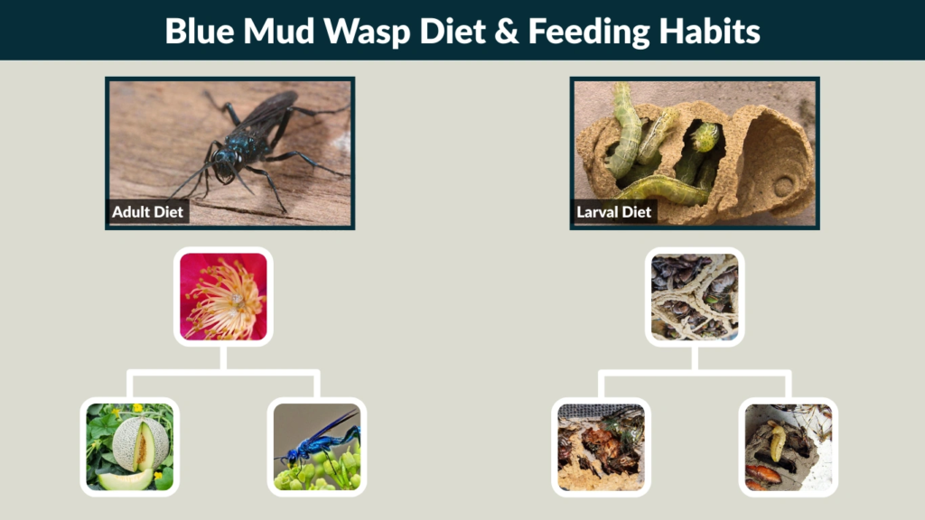 Blue Mud Wasp Diet & Feeding Habits