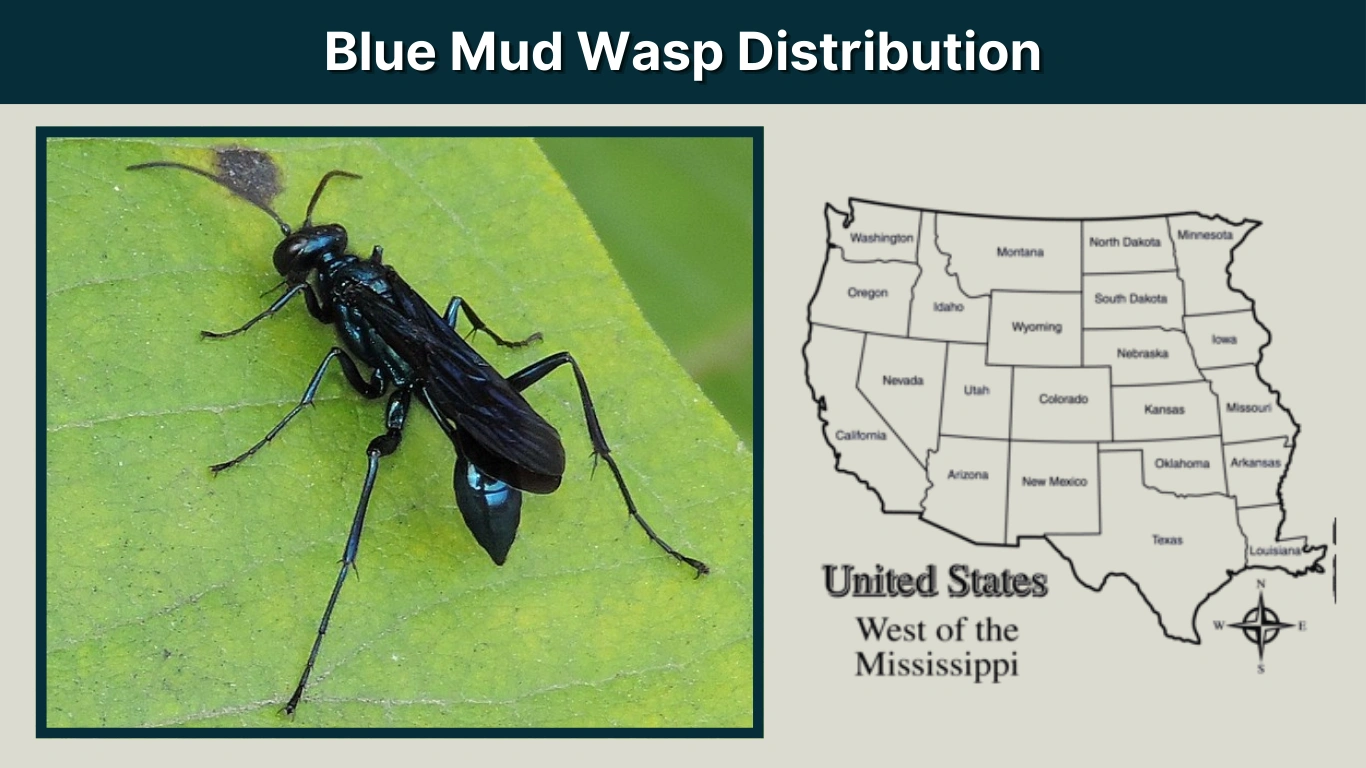 Blue Mud Wasp Distribution Where They Live in the U.S., Canada