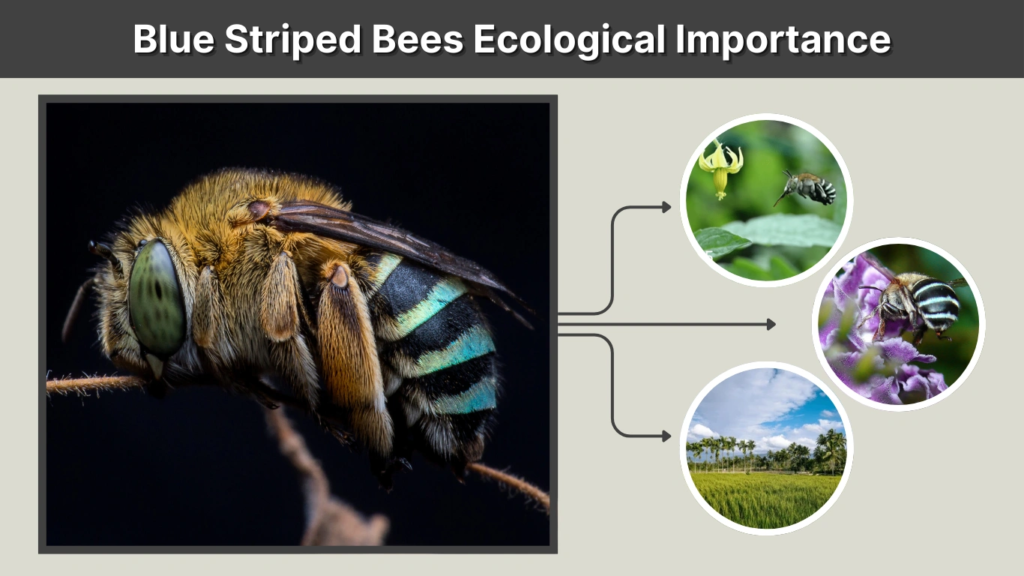 Blue Striped Bees Ecological Importance