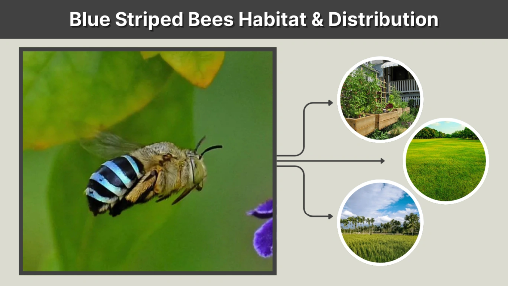 Blue Striped Bees Habitat & Distribution