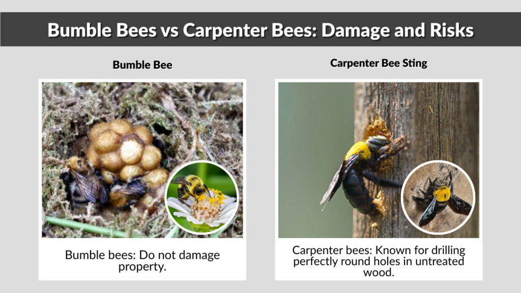 Bumble Bees vs Carpenter Bees Damage and Risks
