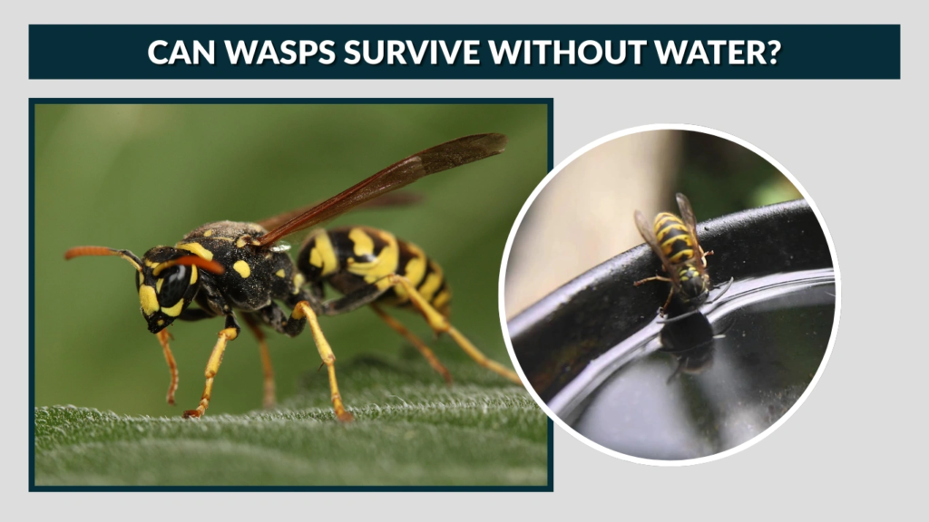 Can Wasps Survive Without Water
