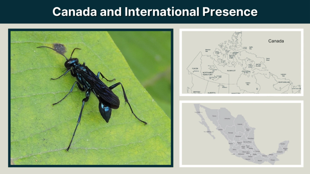Canada and International Presence