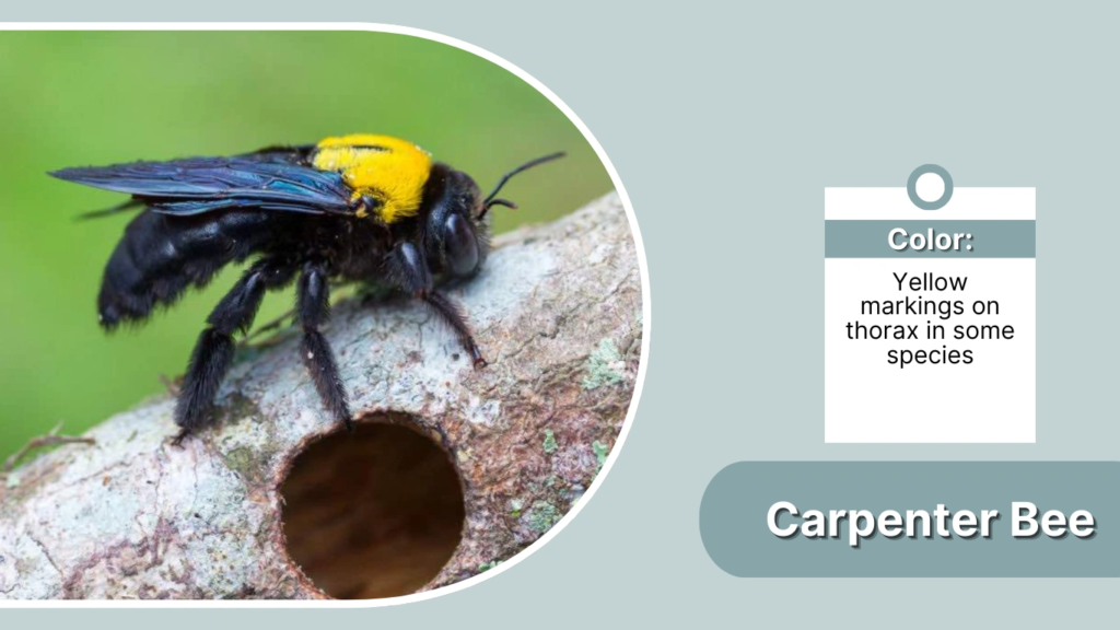 Carpenter Bee