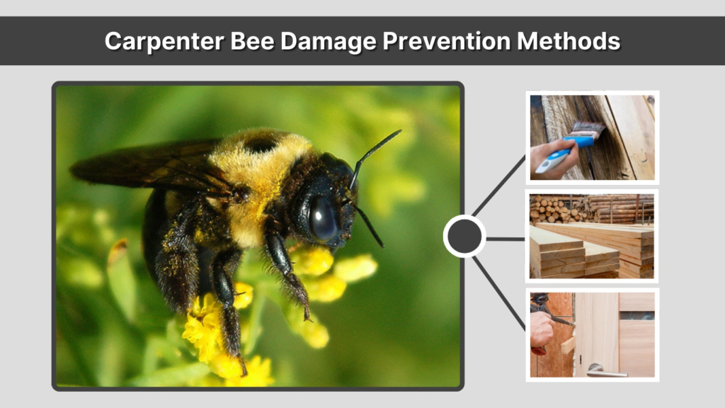 Carpenter Bee Damage Prevention Methods