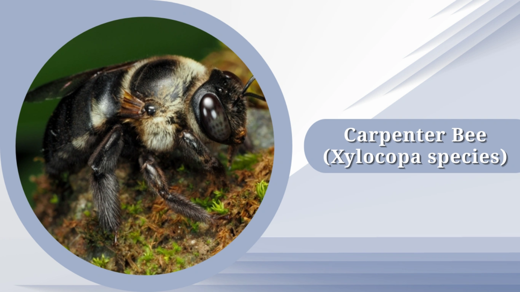 Carpenter Bee (Xylocopa species)