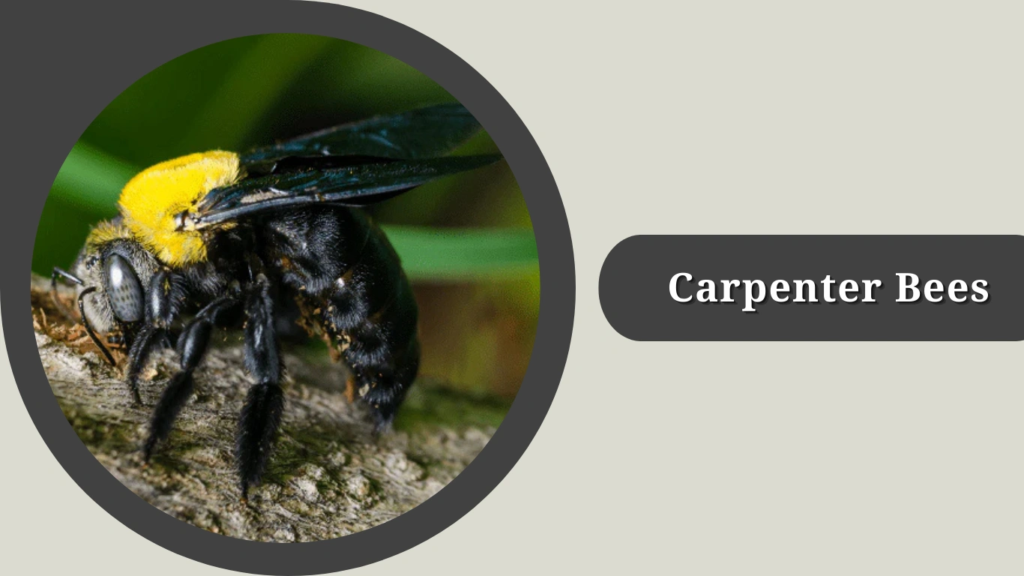 Carpenter Bees