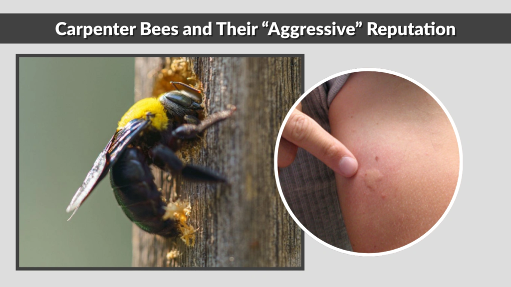 Carpenter Bees and Their “Aggressive” Reputation