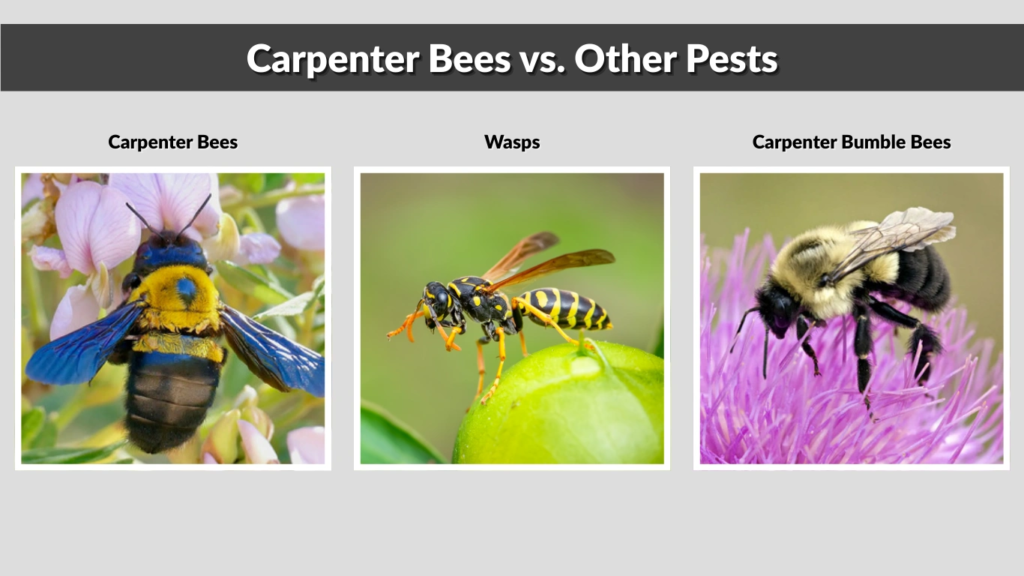 Carpenter Bees vs. Other Pests