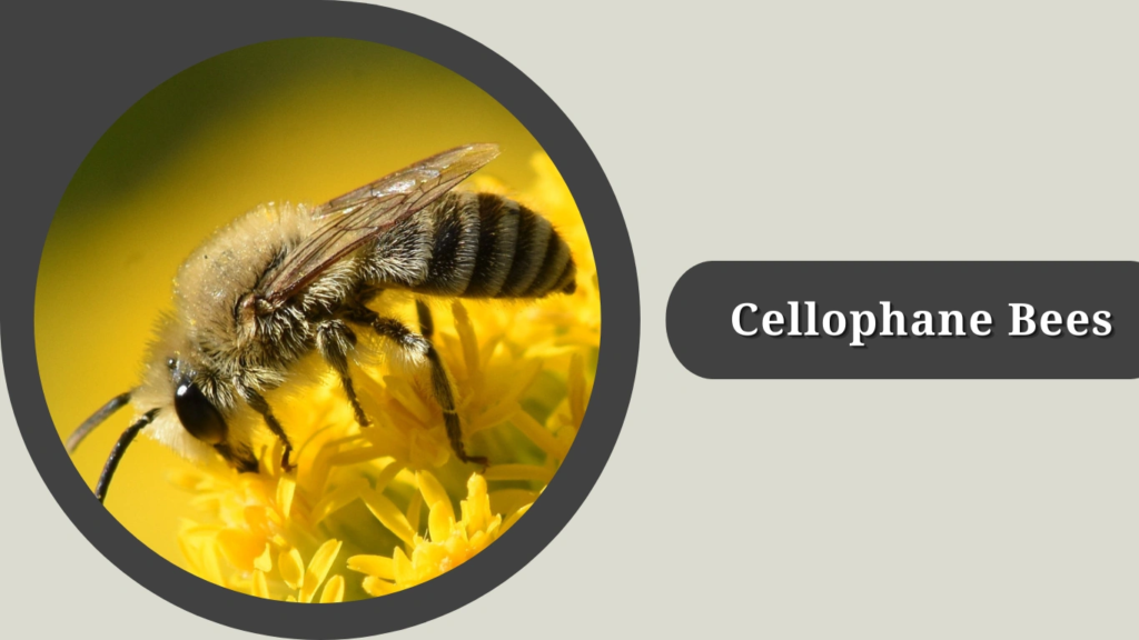 Cellophane Bees