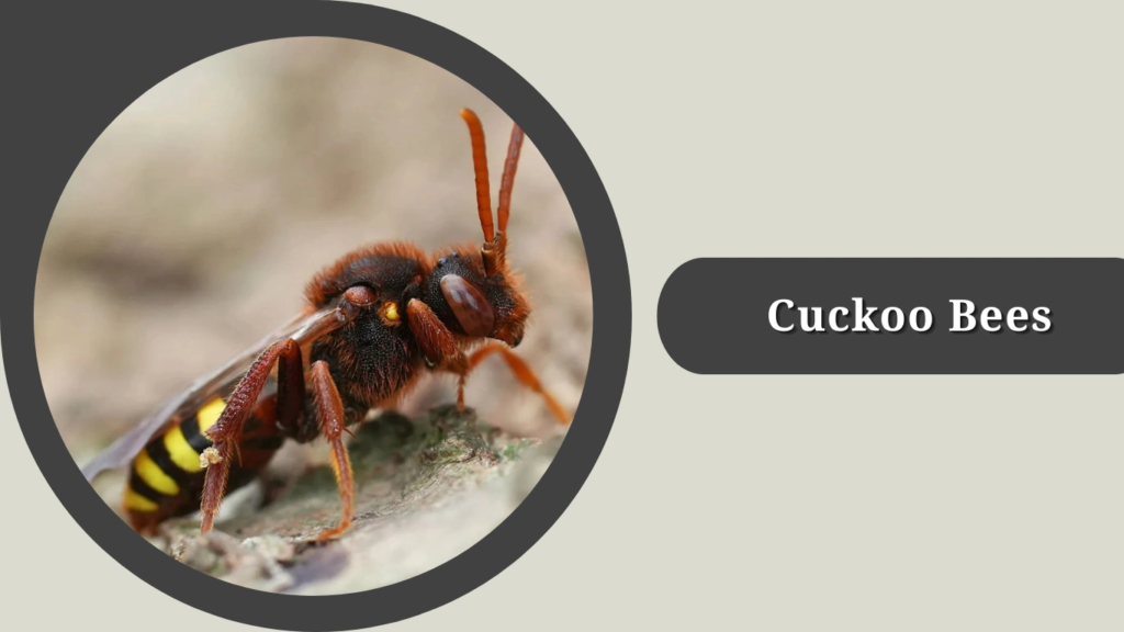 Cuckoo Bees