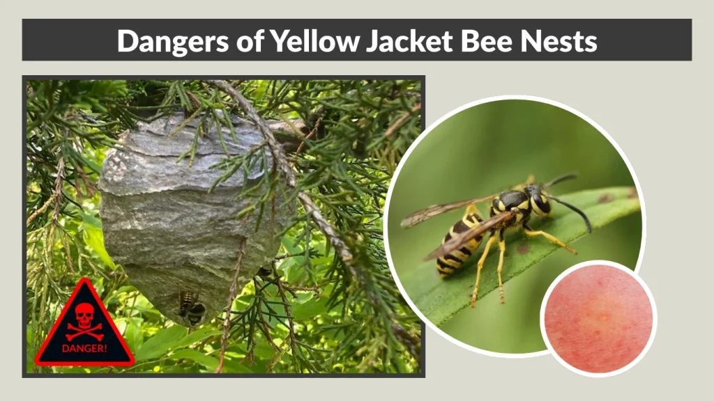 Dangers of Yellow Jacket Bee Nests