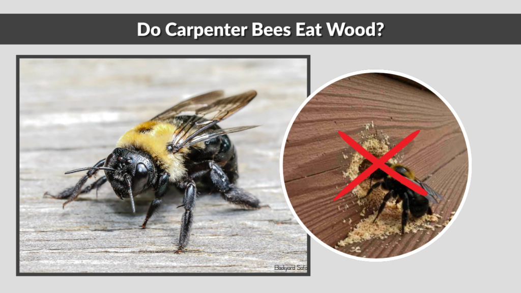 What Do Carpenter Bees Eat? 9 Common Foods They Love