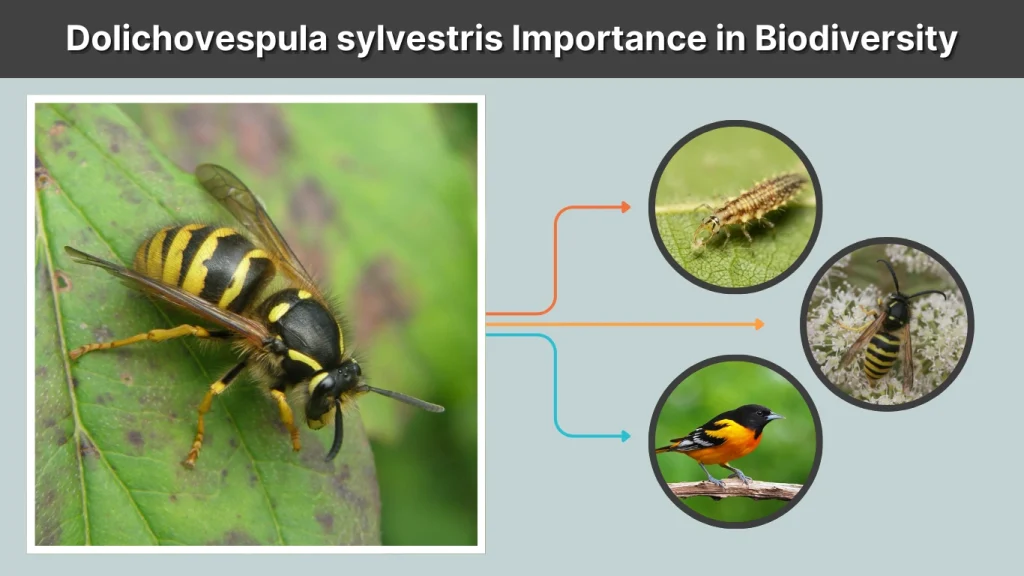 Dolichovespula sylvestris Importance in Biodiversity