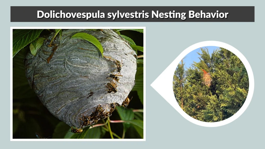 Dolichovespula sylvestris Nesting Behavior