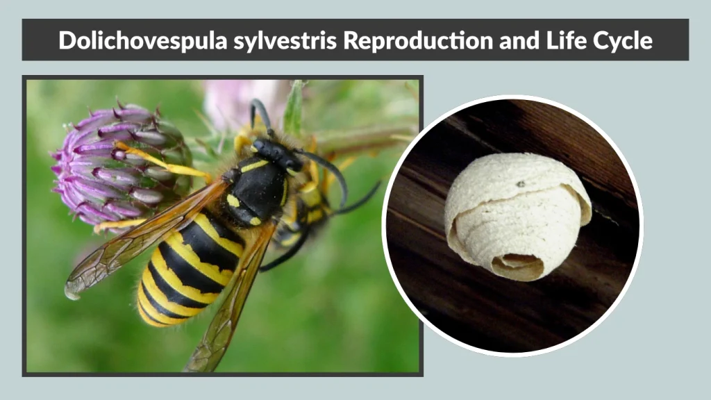 Dolichovespula sylvestris Reproduction and Life Cycle