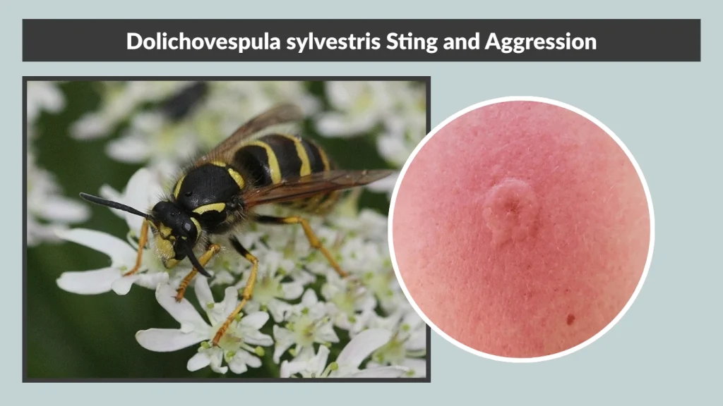 Dolichovespula sylvestris Sting and Aggression