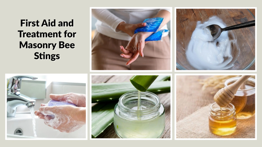 First Aid and Treatment for Masonry Bee Stings