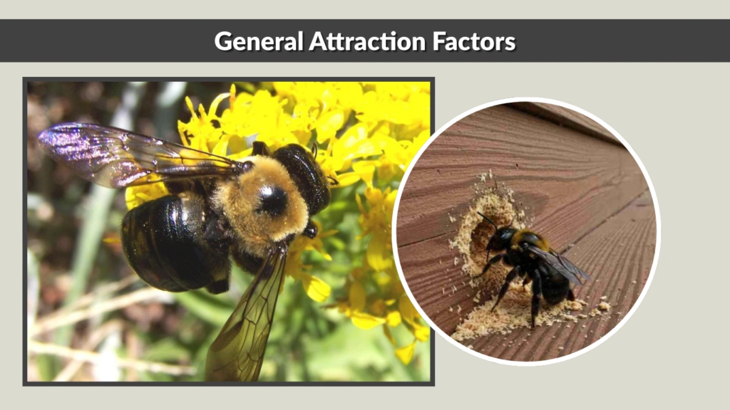 General Attraction Factors