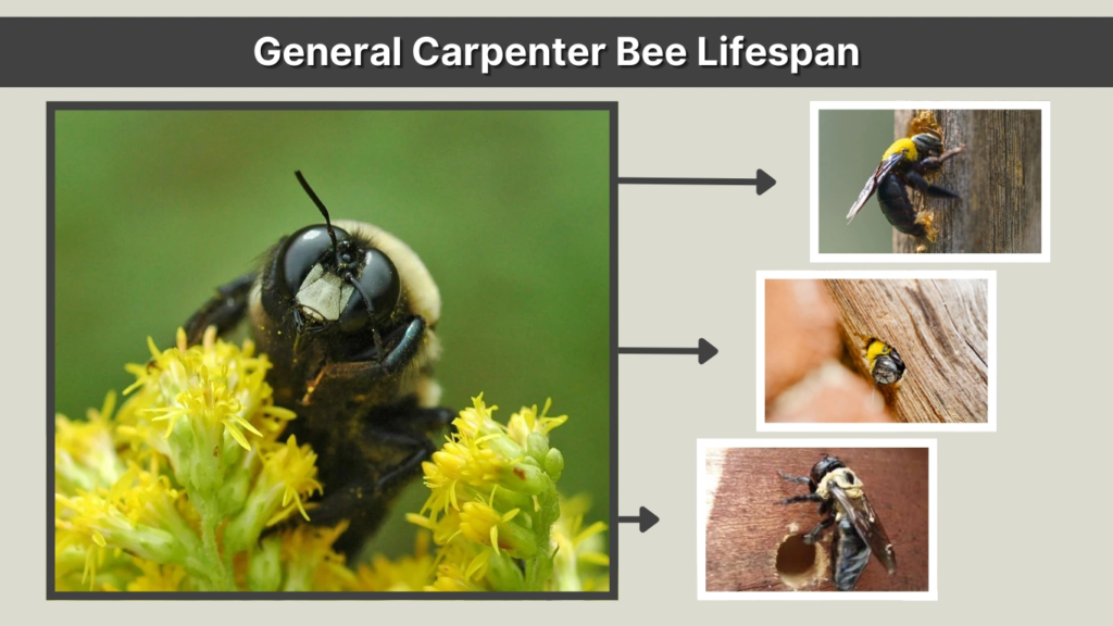 General Carpenter Bee Lifespan