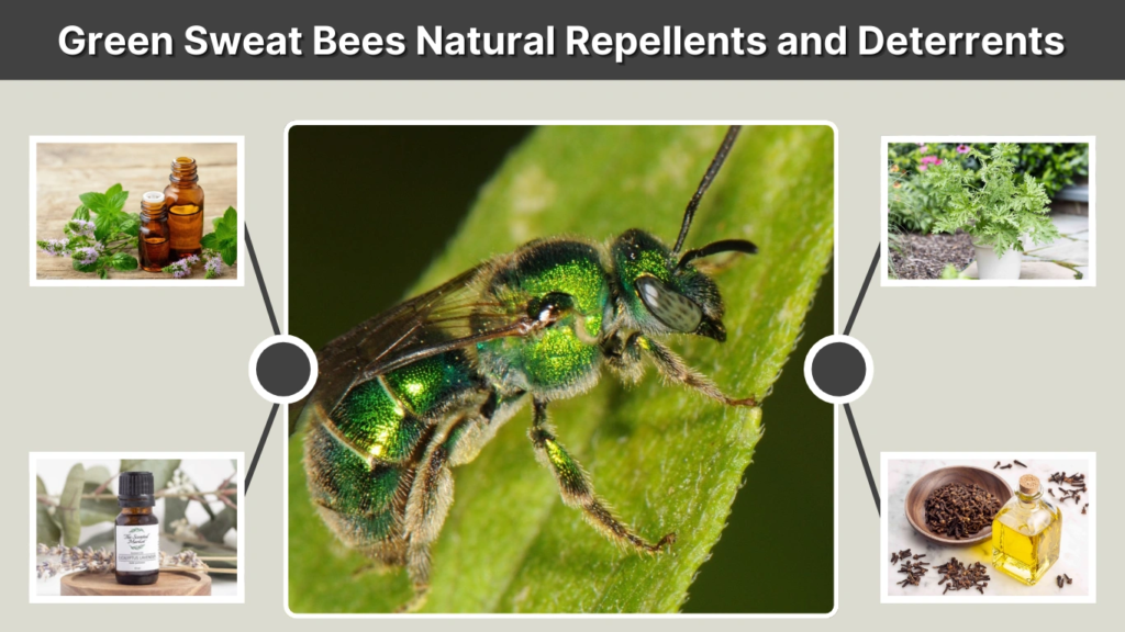Green Sweat Bees Natural Repellents and Deterrents