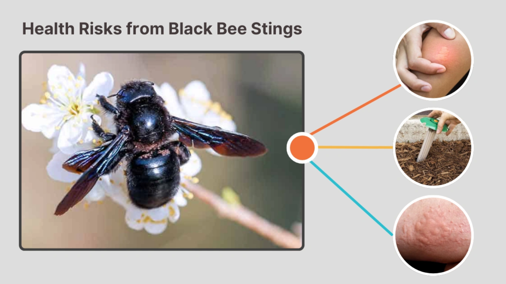 Health Risks from Black Bee Stings