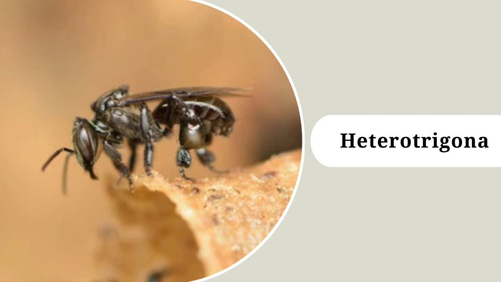 Heterotrigona