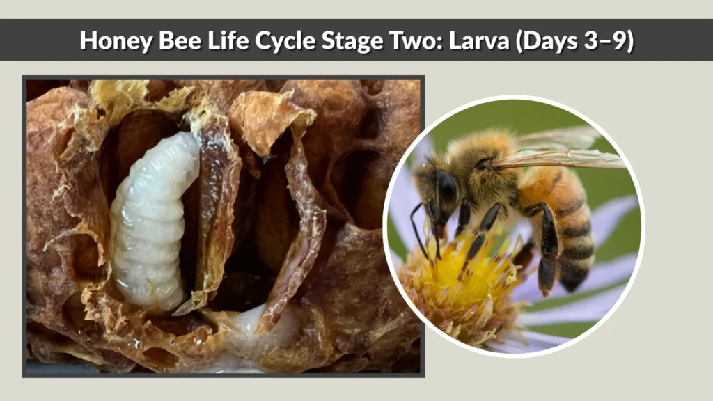 Honey Bee Life Cycle Stage Two Larva (Days 3–9)