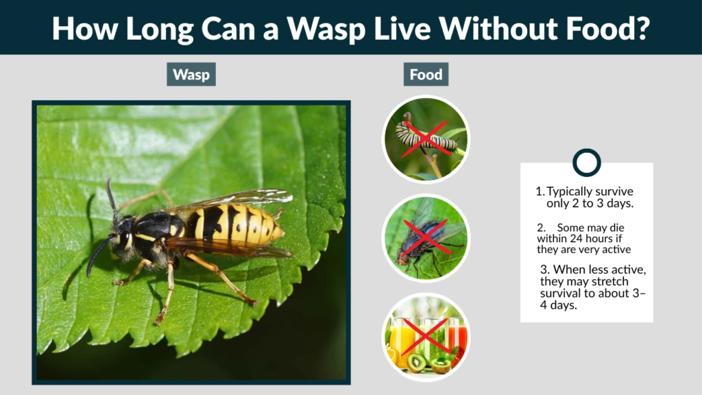 How Long Can a Wasp Live Without Food