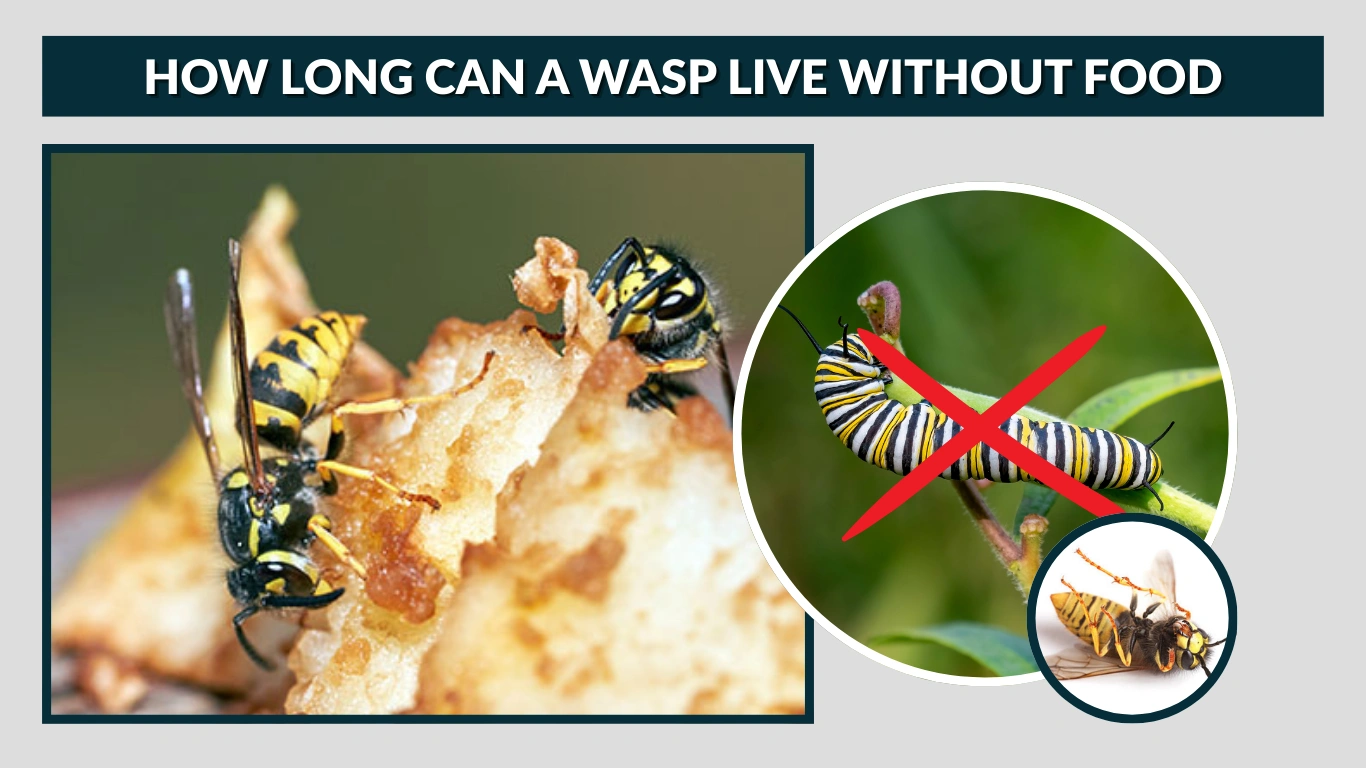 How Long Can a Wasp Live Without Food  Survival Without Food