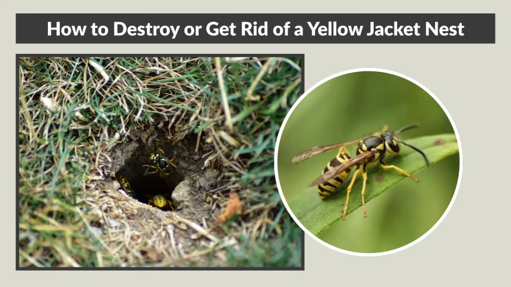 How to Destroy or Get Rid of a Yellow Jacket Nest