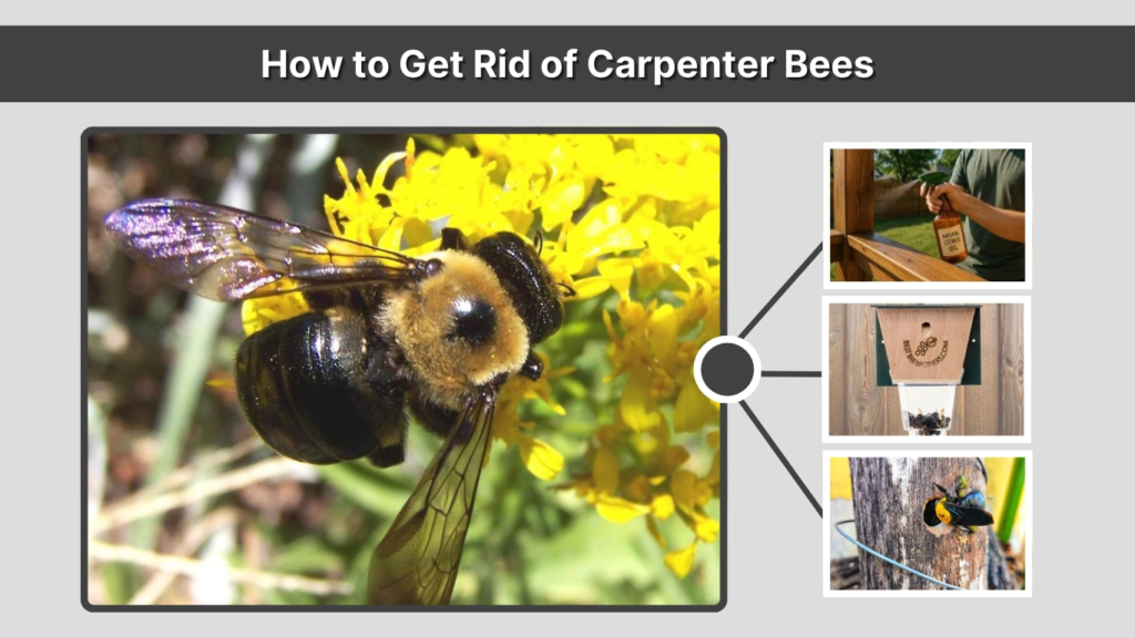 How to Get Rid of Carpenter Bees