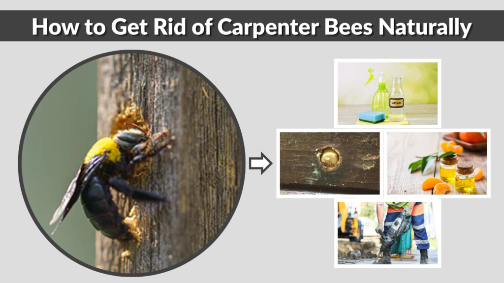 How to Get Rid of Carpenter Bees Naturally