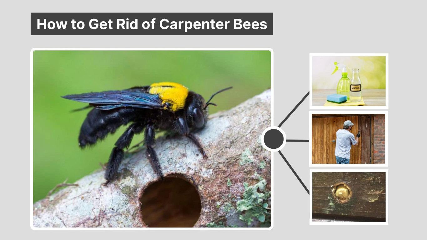 How to Get Rid of Carpenter Bees: Natural & Chemical