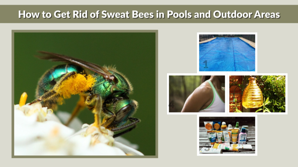 How to Get Rid of Sweat Bees in Pools and Outdoor Areas
