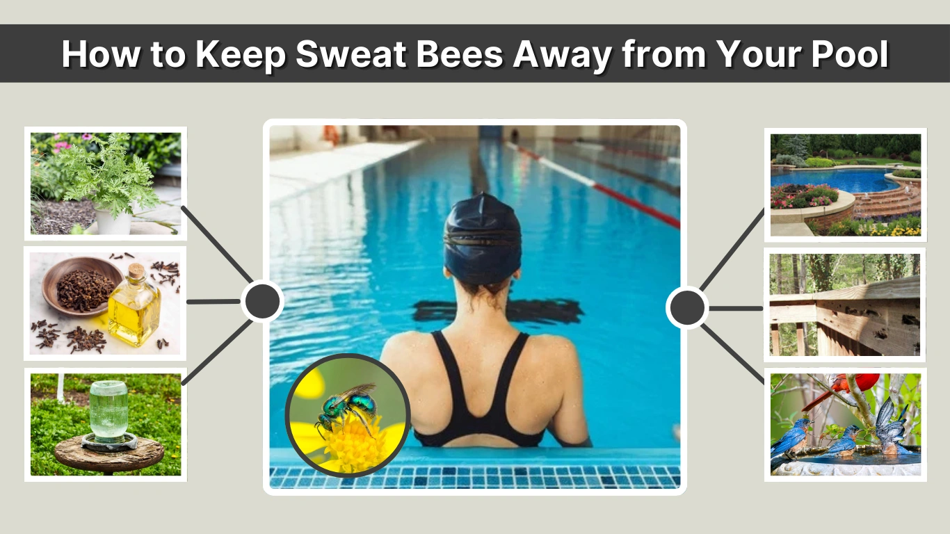 How to Keep Sweat Bees Away from Your Pool Step by Step Guide