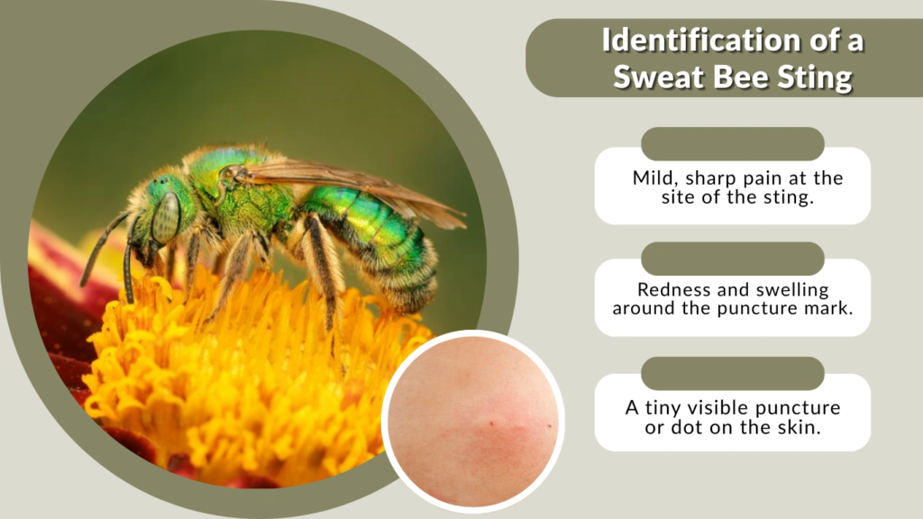 Identification of a Sweat Bee Sting