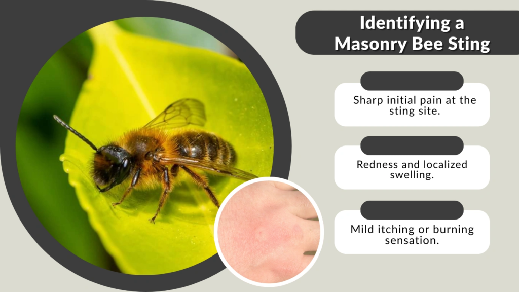 Identifying a Masonry Bee Sting