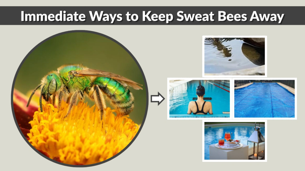 Immediate Ways to Keep Sweat Bees Away