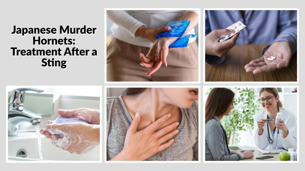 Japanese Murder Hornets Treatment After a Sting