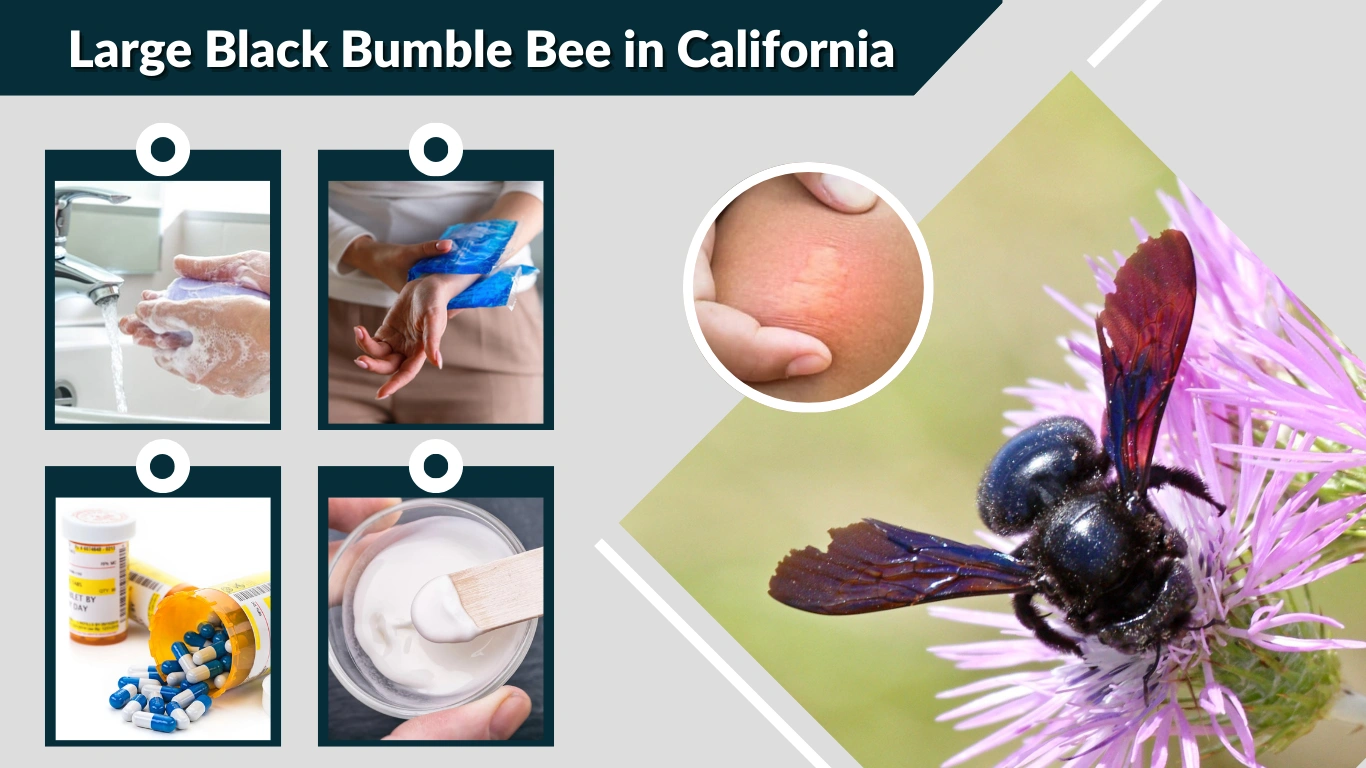 Large Black Bumble Bee in California Identification, Sting, Symptoms 