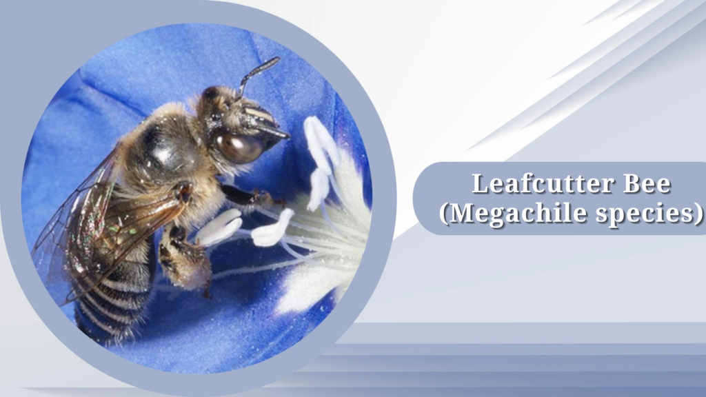 Leafcutter Bee (Megachile species)