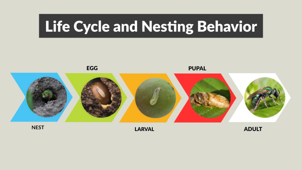 Life Cycle and Nesting Behavior