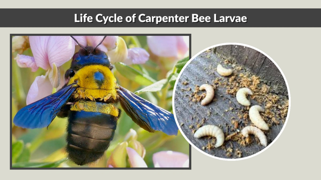 Life Cycle of Carpenter Bee Larvae