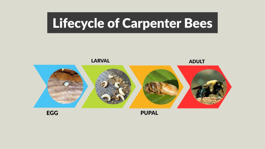 Lifecycle of Carpenter Bees