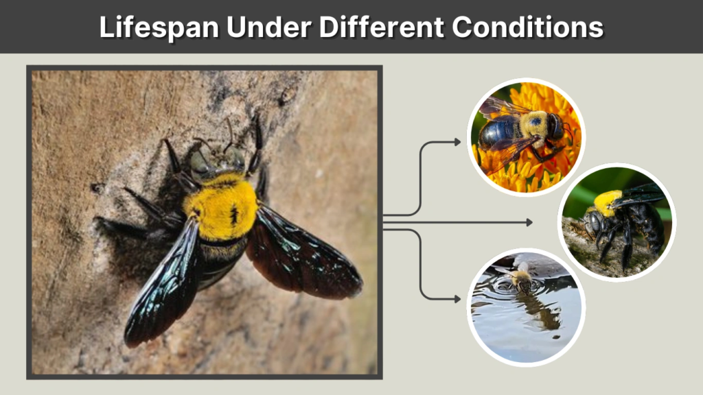 Lifespan Under Different Conditions