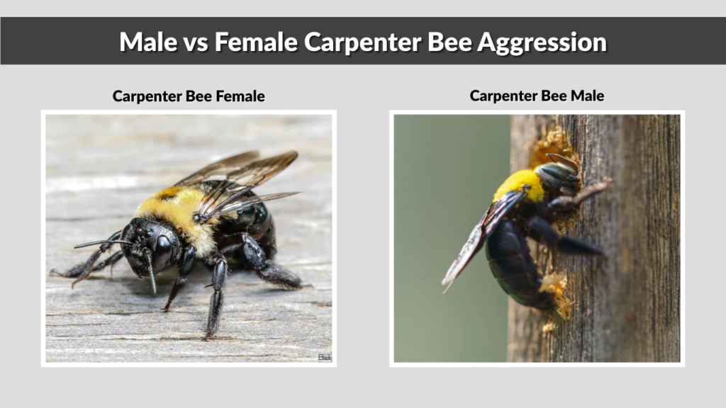 Male vs Female Carpenter Bee Aggression