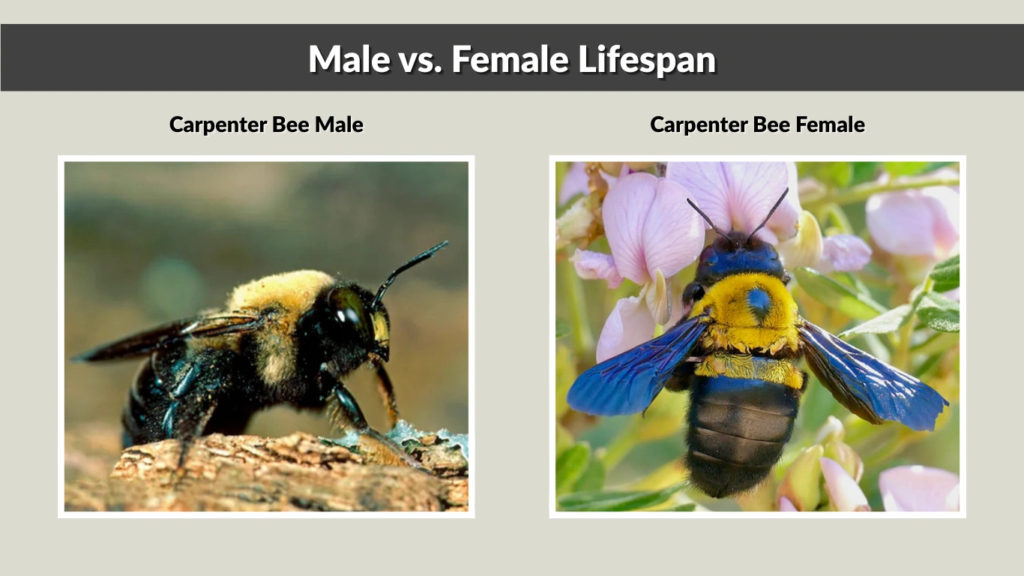 Male vs. Female Lifespan