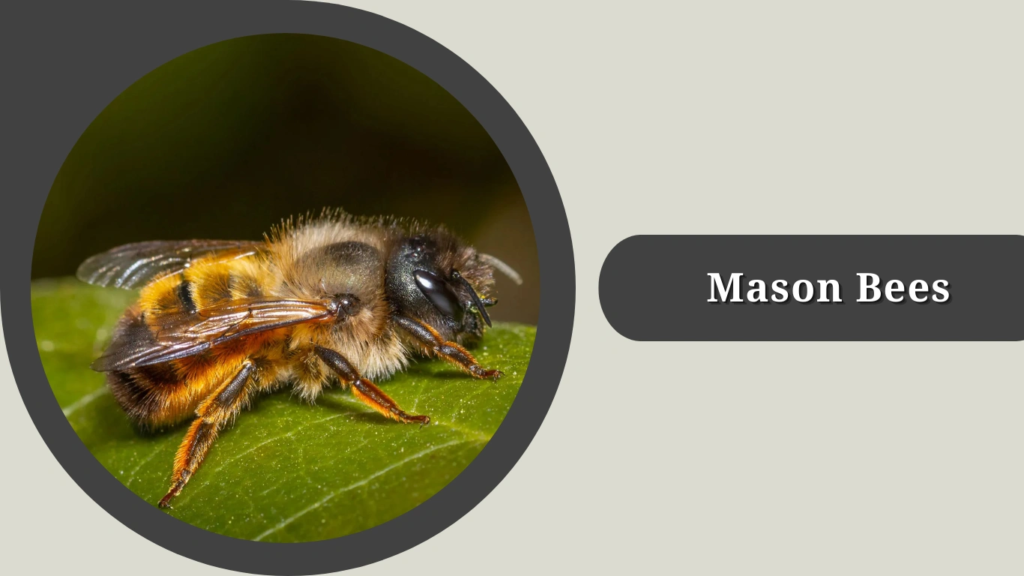 Mason Bees
