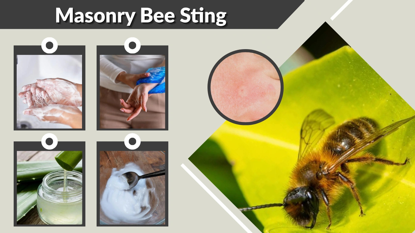 Masonry Bee Sting Identification, Symptoms, and Treatment